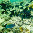 オアフ島でシュノーケリングする魚の群れ